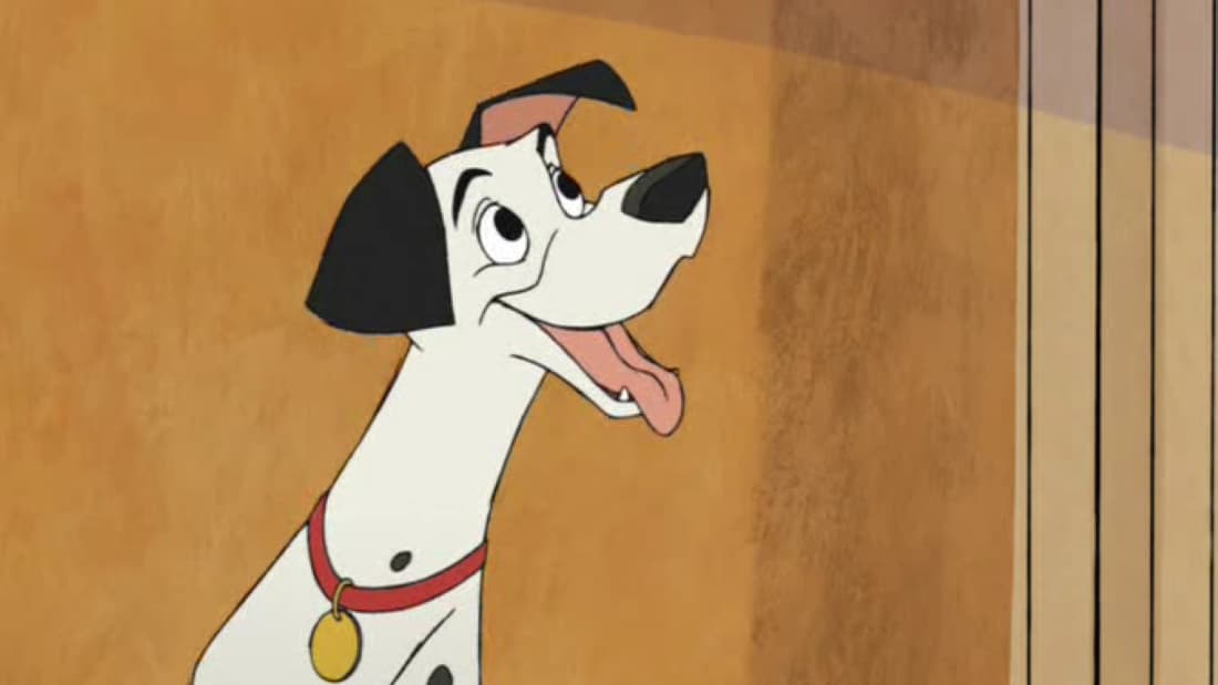 Pongo